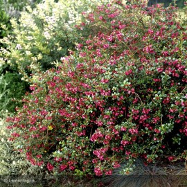 ESCALLONIA Donard Radiance