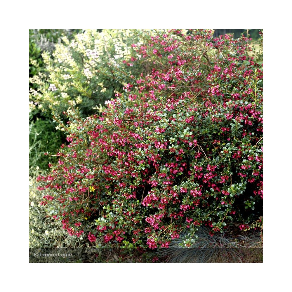 ESCALLONIA Donard Radiance