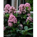 ESCALLONIA laevis Pink Elle®