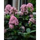 ESCALLONIA laevis Pink Elle®
