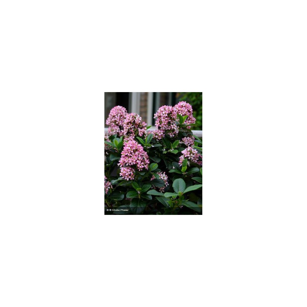 ESCALLONIA laevis Pink Elle®