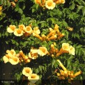 CAMPSIS radicans Yellow Trumpet