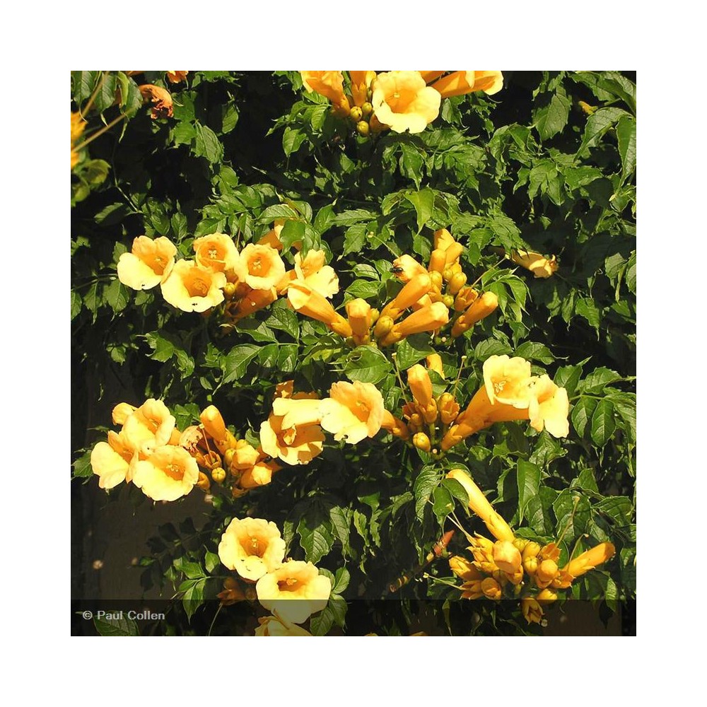 CAMPSIS radicans Yellow Trumpet