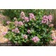 ESCALLONIA laevis Pink Elle®