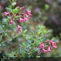 ESCALLONIA macrantha Rubra