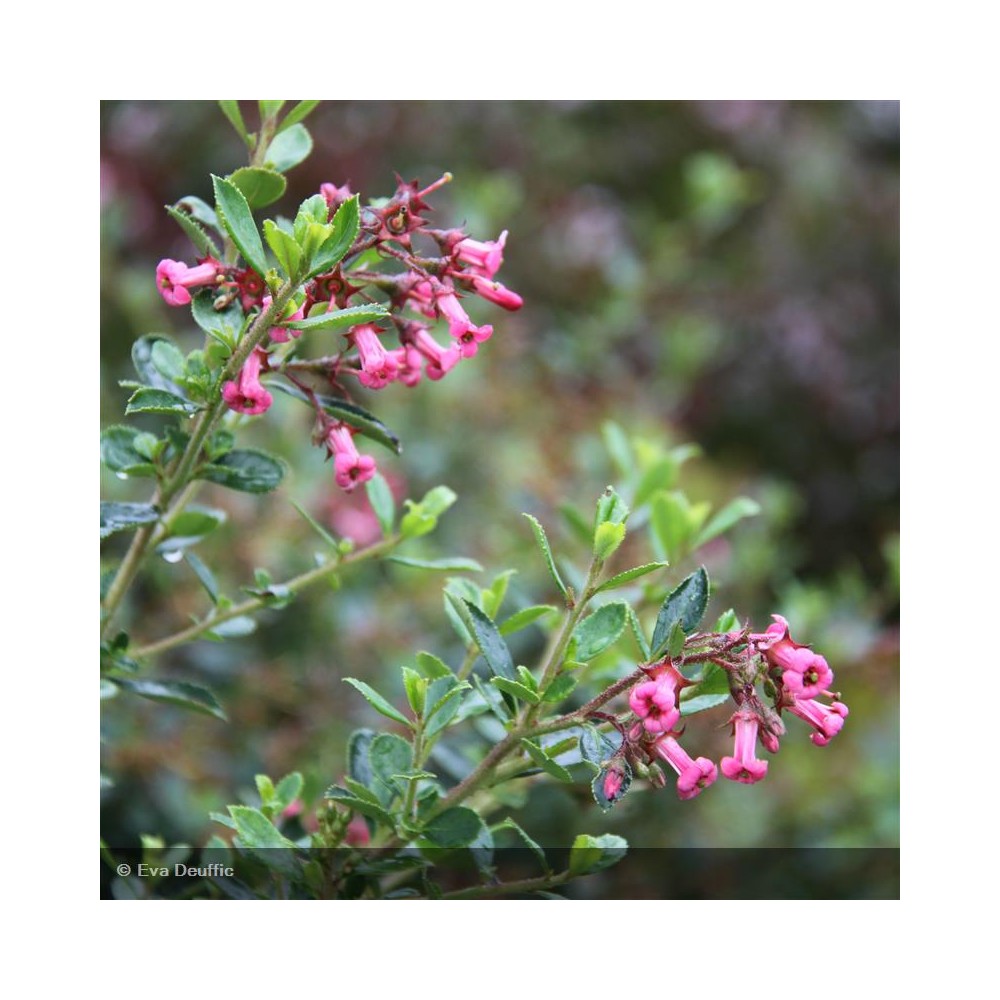 ESCALLONIA macrantha Rubra