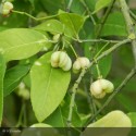 EUONYMUS europaeus