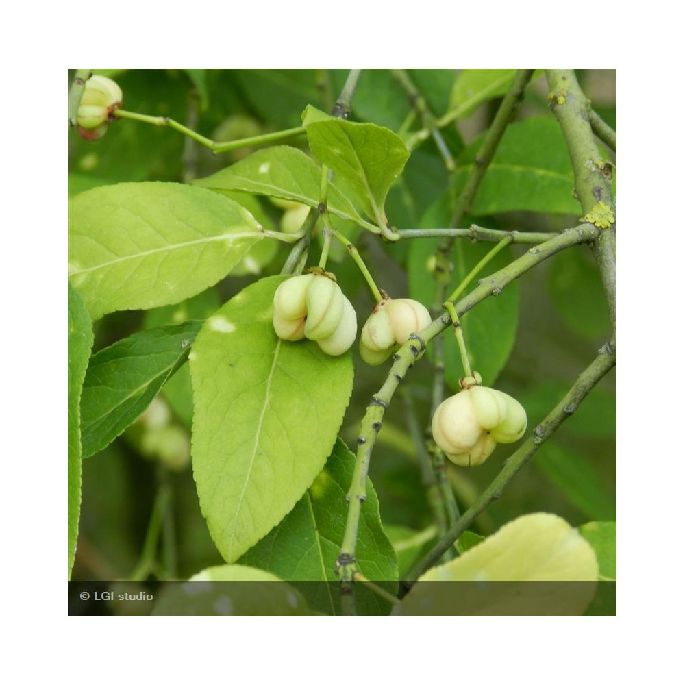 EUONYMUS europaeus