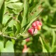 EUONYMUS europaeus