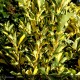 EUONYMUS japonicus Gold Queen