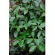 EUONYMUS japonicus Green Millenium®