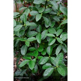 EUONYMUS japonicus Green Millenium®