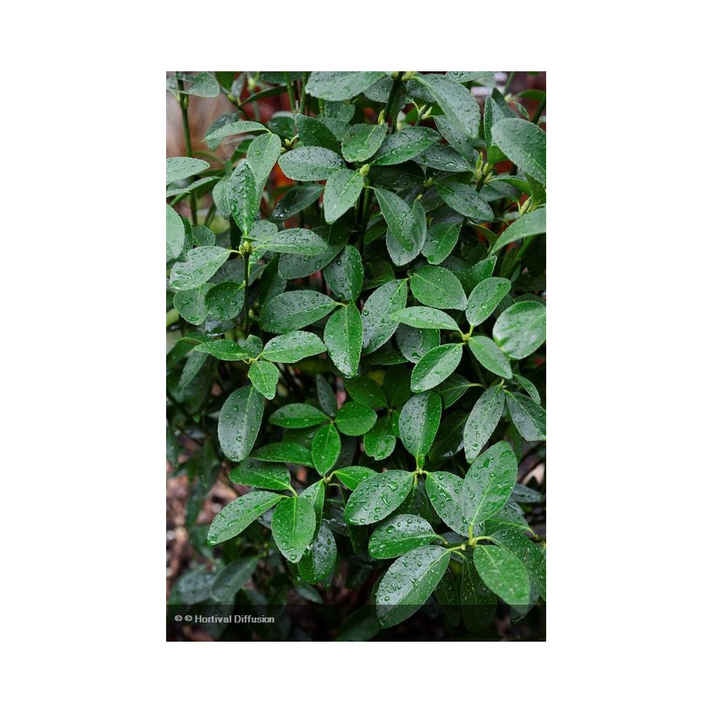 EUONYMUS japonicus Green Millenium®