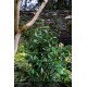 EUONYMUS japonicus Green Millenium®