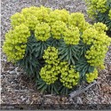 EUPHORBIA characis Redwing Charam®
