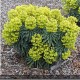 EUPHORBIA characis Redwing Charam®