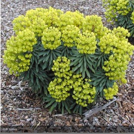 EUPHORBIA characis Redwing Charam®