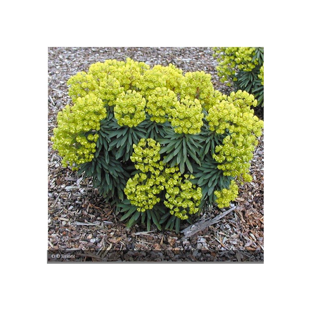 EUPHORBIA characis Redwing Charam®