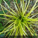 CAREX hachijonensis Everillo