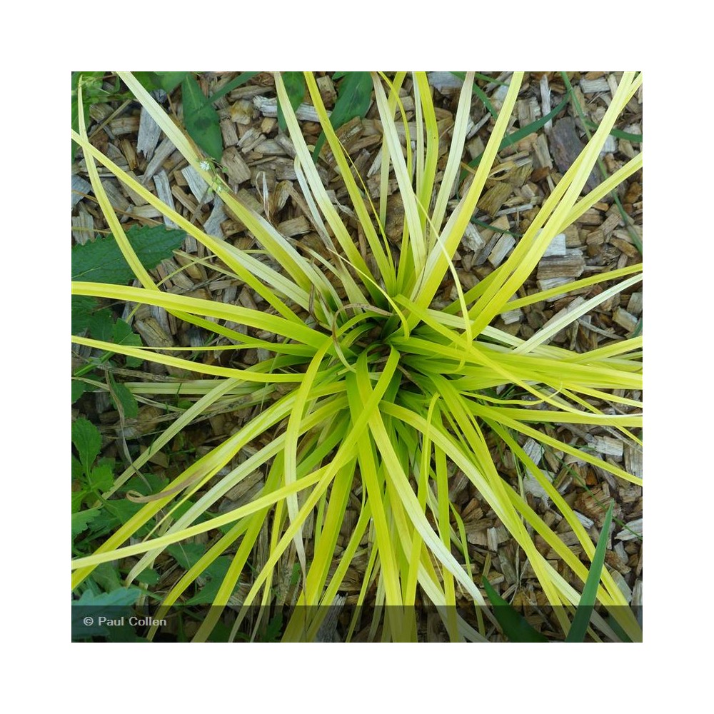 CAREX hachijonensis Everillo