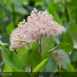 CEANOTHUS pallidus Marie Simon