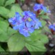 CERATOSTIGMA grifithii