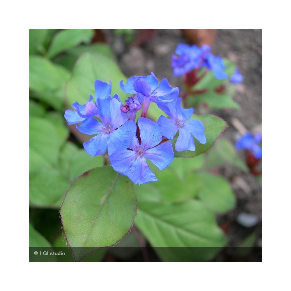 CERATOSTIGMA grifithii