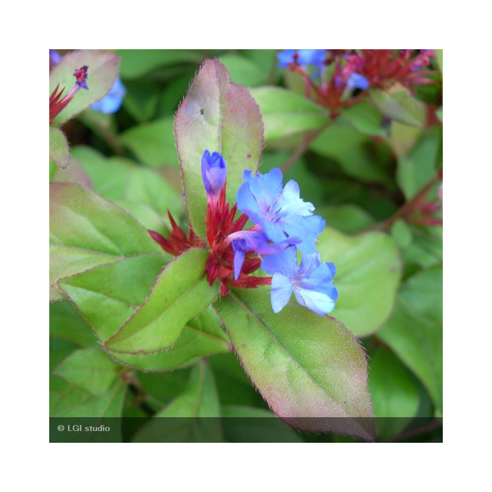 CERATOSTIGMA plumbaginoides