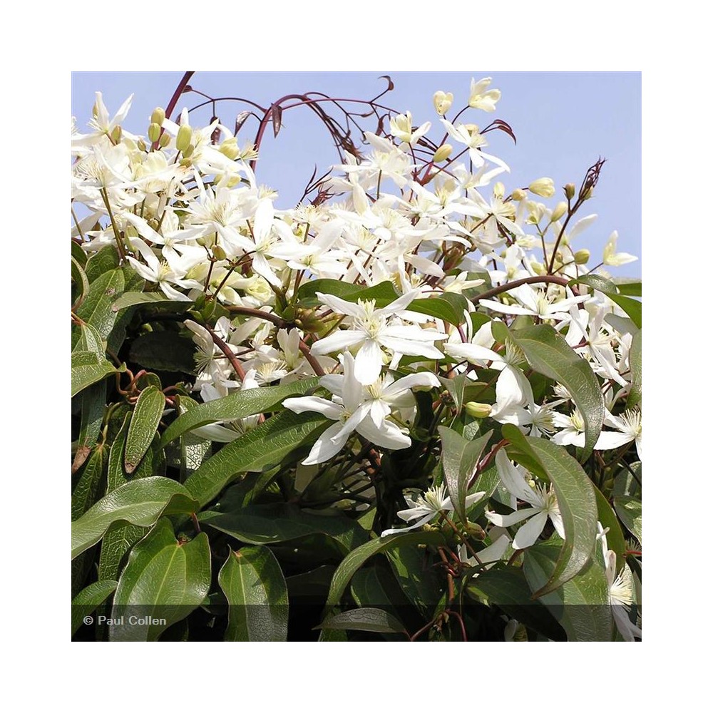 CLEMATIS armandii