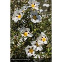 CISTUS ladanifer