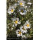 CISTUS ladanifer