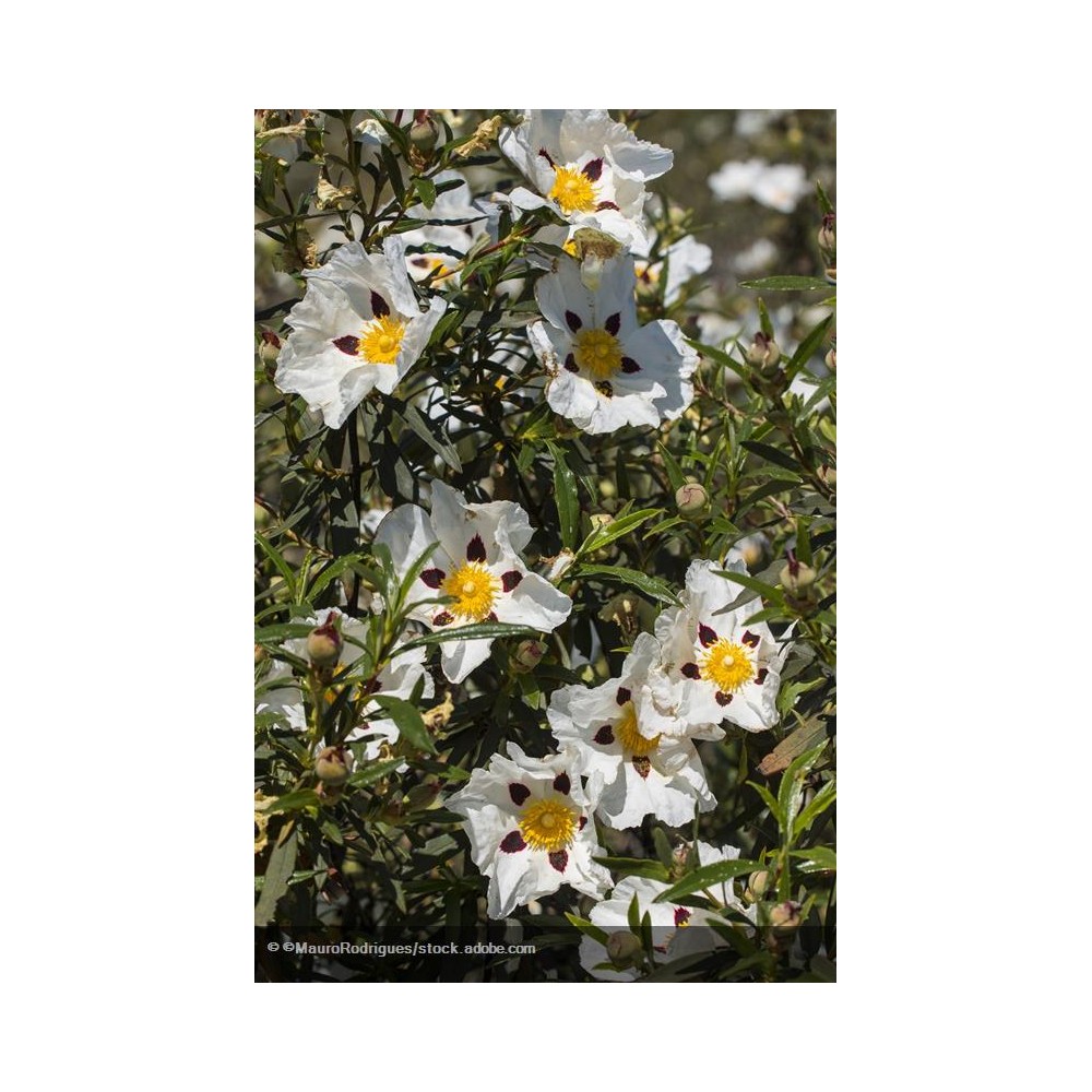CISTUS ladanifer