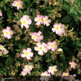 CISTUS skanbergii