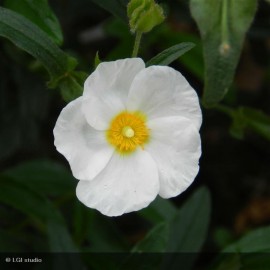 CISTUS x aguilari