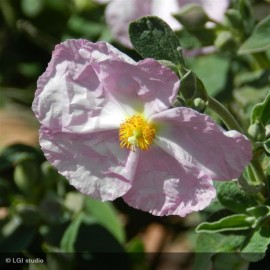 CISTUS x argenteus Peggy Sammons