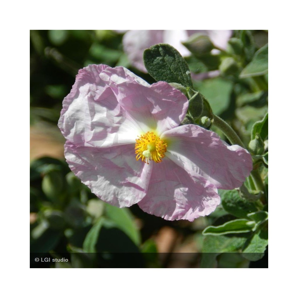 CISTUS x argenteus Peggy Sammons