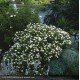 CISTUS x florentinus Repens