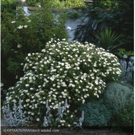 CISTUS x florentinus Repens