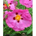 CISTUS x purpureus Betty Taudevin