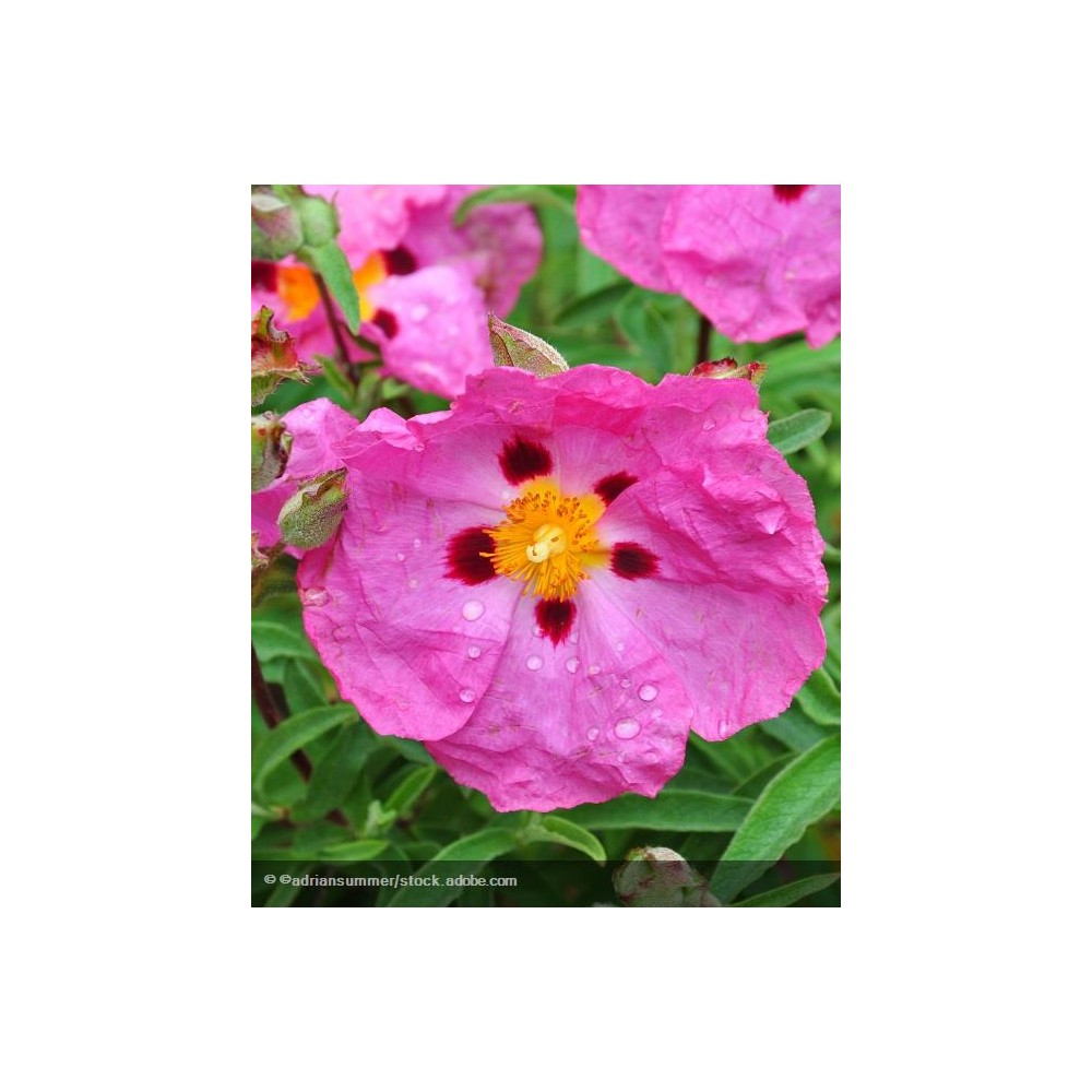 CISTUS x purpureus Betty Taudevin