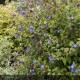 CERATOSTIGMA willmottianum Forest Blue®