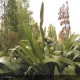 PHORMIUM cookianum