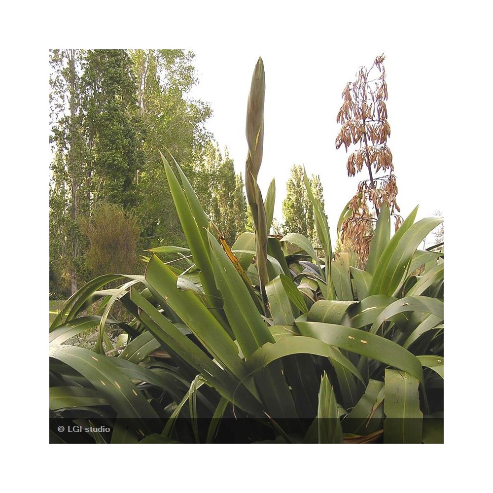 PHORMIUM cookianum