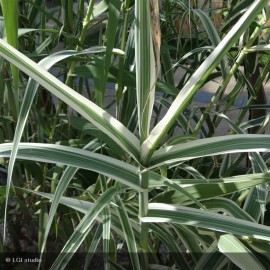 ARUNDO donax Variegata