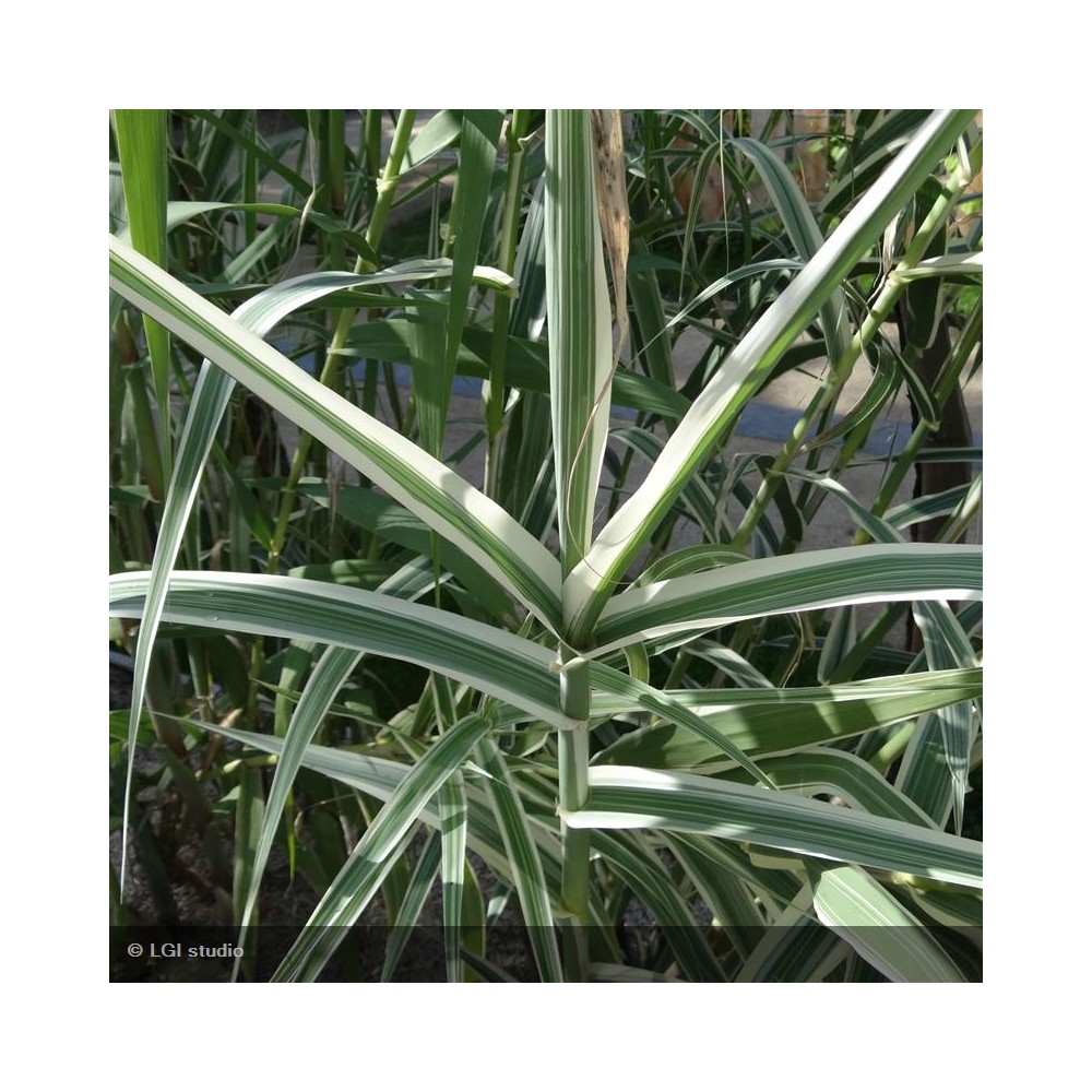 ARUNDO donax Variegata