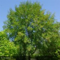 ACER monspessulanum