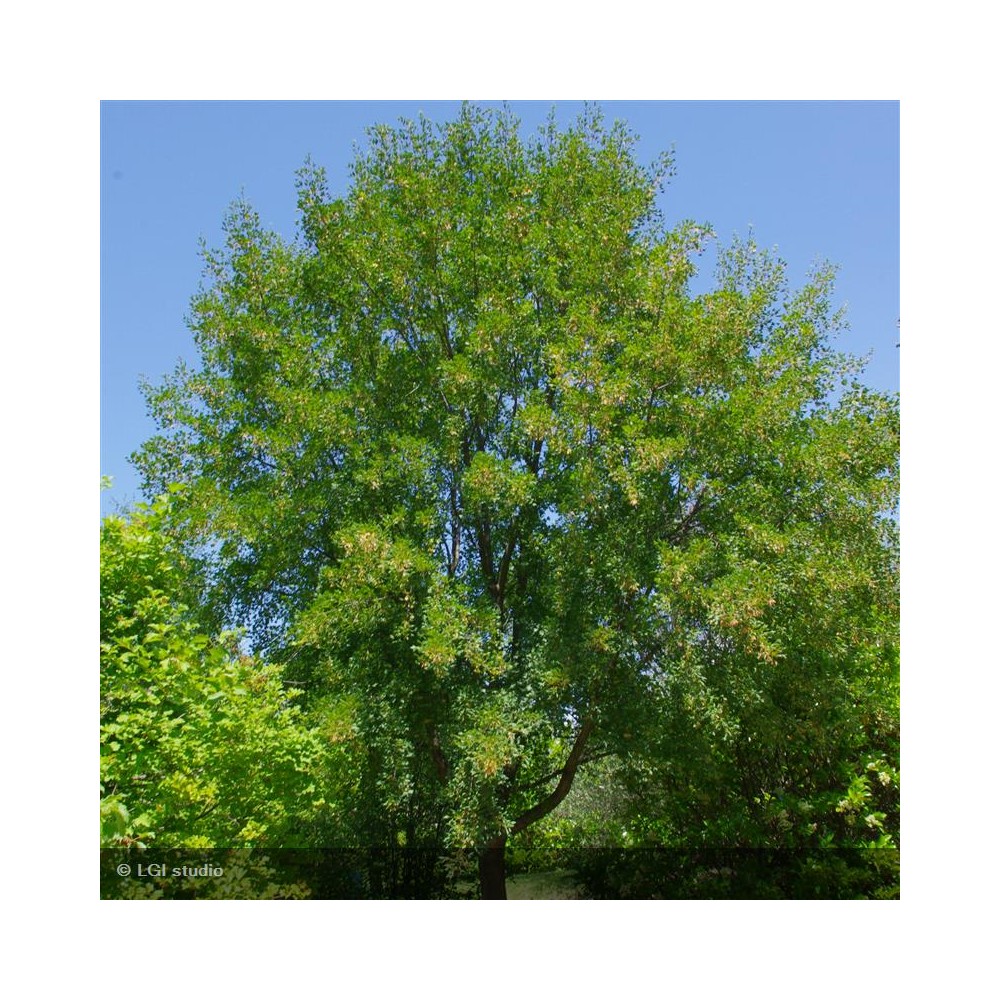 ACER monspessulanum