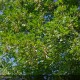 ACER monspessulanum