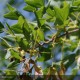 ACER monspessulanum