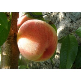 PECHER Velvet